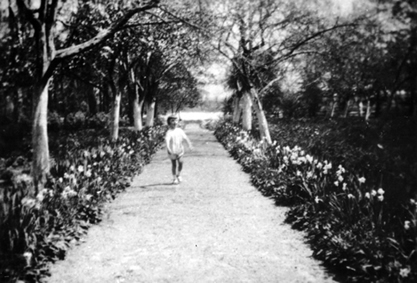 Aleja przez sad dworski