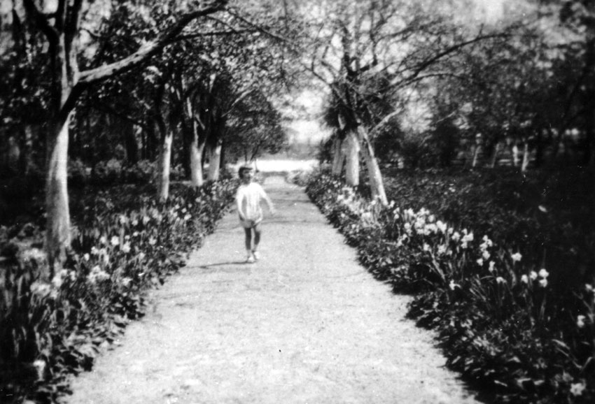 Aleja przez sad dworski