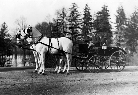 Bryczka zaprzężona w dwa konie arabskie